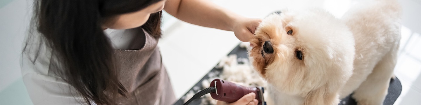 BAC PRO CGESCF - CONDUITE ET GESTION D’UNE ENTREPRISE DU SECTEUR CANIN FÉLIN